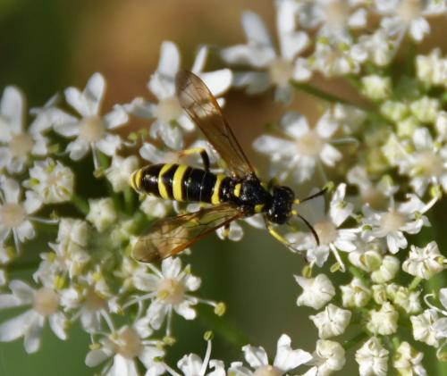 Réf. 240 164 : Tenthredo (marginella-thompsoni)